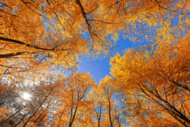 Herfstbos, ringen in de hoeken.