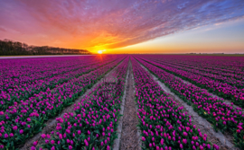 Tulpen op Texel, ringen in de hoeken.