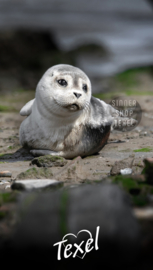 Texel strandlaken Zeehond. (Met Texel logo)