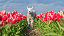 Lammetje en Tulpen, ringen in de hoeken.