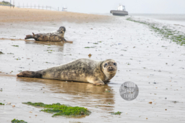 Zeehonden, Fleece Deken.