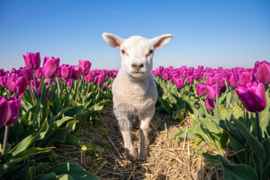 Lammetje en Tulpen, ringen in de hoeken.