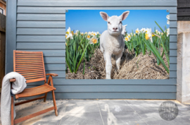 Lammetje en Narcissen, ringen in de hoeken.