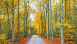 Herfstbos - Spatscherm Keuken
