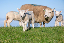 Schapen - Ringen in de hoeken