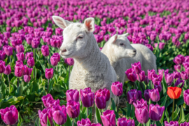 Lammetjes en Tulpen, ringen in de hoeken.