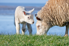 Schapen - Ringen in de hoeken