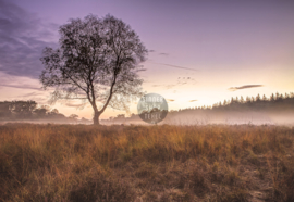 Boom in de mist, ringen in de hoeken.