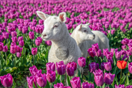 Lammetjes en Paarse Tulpen, Fleece Deken.