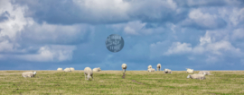 Schapen Hogeberg - Ringen in de hoeken