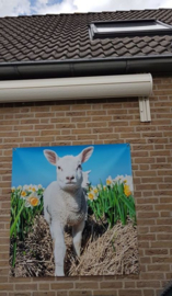 Tuinposter, lammetje en narcissen.