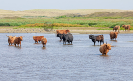 Hooglanders - Spatscherm Keuken