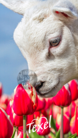 Texel strandlaken Lammetje. (Met Texel logo)