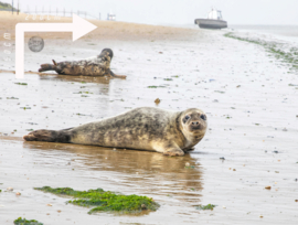 Zeehonden, Fleece Deken.