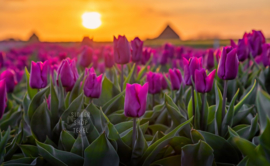 Tulpen op Texel, ringen in de hoeken.