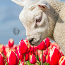 4-Kantje: Lammetje en Tulpen op Texel, materiaal canvas.