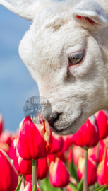 Texel strandlaken Lammetje. (Zonder Texel logo)