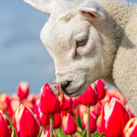 Lammetje en tulpen, ringen in de hoeken.