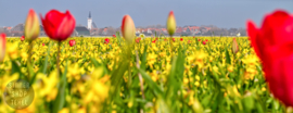 Narcissen en Tulpen, den Hoorn, ringen in de hoeken.