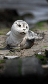 Texel strandlaken Zeehond. (Zonder Texel logo)