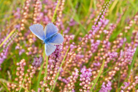 Blauwtje en Dopheide, ringen in de hoeken.