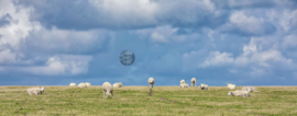 Schapen Hogeberg - Spatscherm Keuken