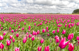 Tulpen op Texel, ringen in de hoeken.