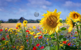 Zonnebloemen - Spatscherm keuken