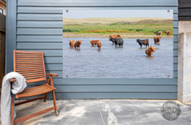 Schotse Hooglanders in water, ringen in de hoeken.