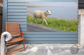 Lammetje op Waddendijk, ringen in de hoeken.