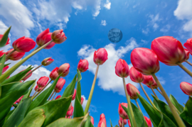 Tulpen - Ringen in de hoeken