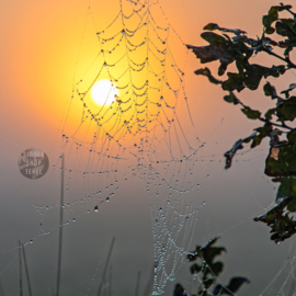 4-Kantje: Spinnenweb en Dauwdruppels op Texel, materiaal canvas.