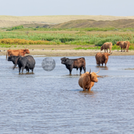 4-Kantje: Schotse Hooglanders op Texel, materiaal canvas.