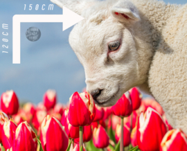 Lammetje en Tulpen, Fleece Deken.