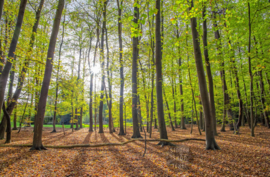 Lente bos op Texel, ringen in de hoeken.