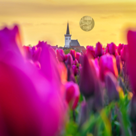 Kerk den Hoorn en tulpen - Muurcirkel