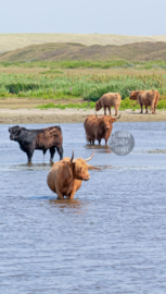 Texel strandlaken Schotse Hooglanders. (Zonder Texel logo)