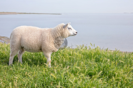 Lammetje op Waddendijk, Fleece Deken.