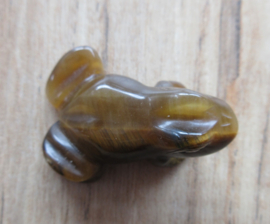 Kikker Tijgeroog (#14)