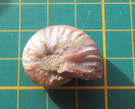 Ammoniet klein (2)