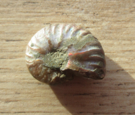 Ammoniet klein (2)