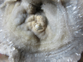 Chalcedoon roos (#611)