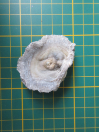 Chalcedoon roos (#611)