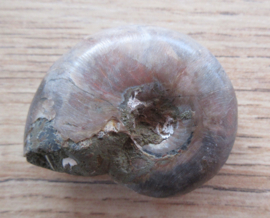Ammoniet klein (5)