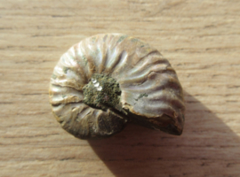 Ammoniet klein (1)