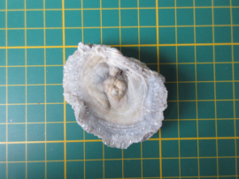Chalcedoon roos (#611)