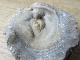 Chalcedoon roos (#611)