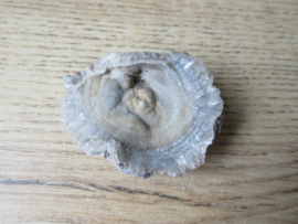 Chalcedoon roos (#611)