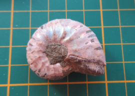 Ammoniet (6)