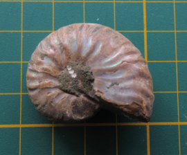 Ammoniet klein (1)